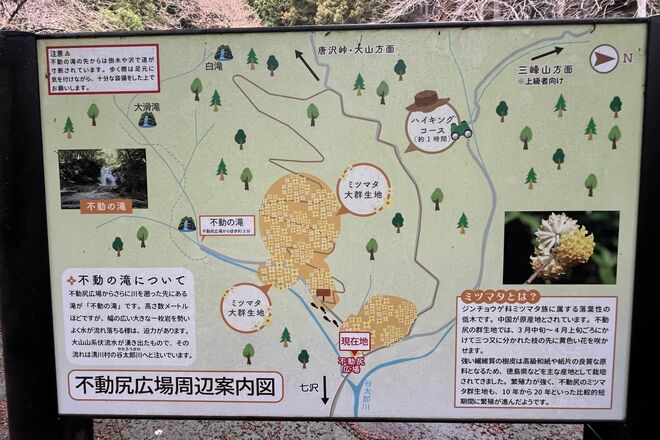 【花巡り】早春ハイキング “見頃を迎えたミツマタ” 東丹沢を埋め尽くす「黄色のポンポン」 県内最大規模の群落を楽しむ   神奈川県｜2026年の画像005