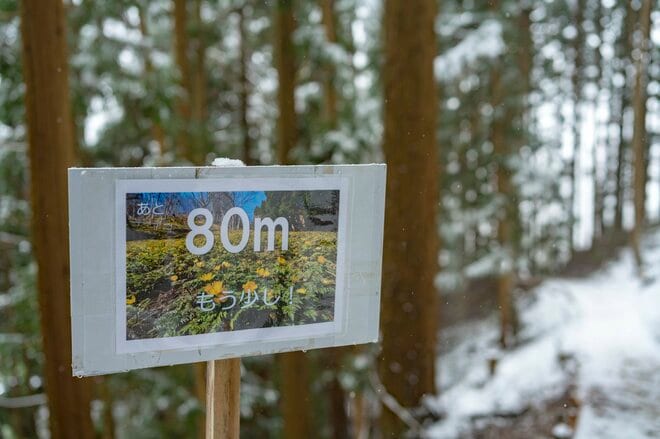  雪のなかじっと春を待つ黄色い妖精！ 「幸せを招く」フクジュソウの群落へ・2022年3月下旬【長野県】の画像005