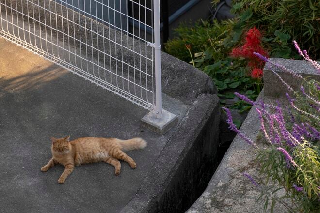 アート、ときどき島猫。直島・犬島・小豆島【「瀬戸内トリエンニャーレな旅（後編）」琉球島猫百景 vol.22〈特別編〉】の画像009