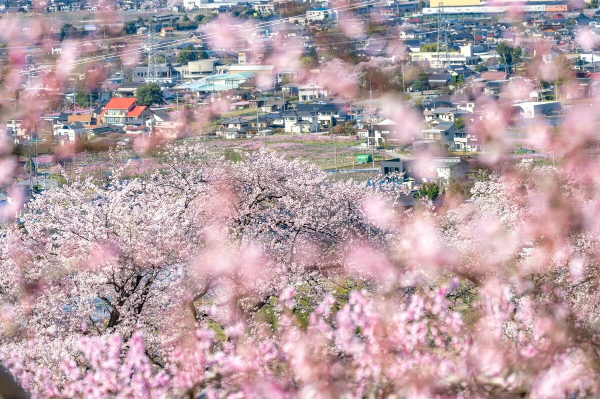 フルーツ王国 山梨の春はピンク色 桜から桃の花へ 開花ラッシュで花見に大忙しの 桃源郷 甲府盆地 山梨県 22年 概要 トラベル ニュース Bravo Mountain