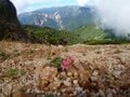 【夏山登山】夏空の下、風に揺られる高山植物の女王「コマクサ」に会いに行く！  2024年の画像008