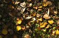 【紅葉＆登山】一面が黄色に染まるブナの原生林！ 紅葉真っ盛り！ 錦秋のトレイルを歩く中西山トレッキング 長野県長野市鬼無里・2023年の画像004