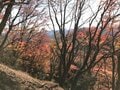 【首都圏近郊】11月は足腰の神様と紅葉が待つ人気日帰り低山「伊豆ヶ岳」への画像001