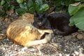 「さくらねこ」を知っていますか？　3月22日は「さくらねこの日」です【琉球島猫百景 vol.07】の画像003