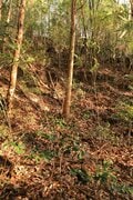 石の城と思いきや土の城だった！「安芸国・頭崎城〈後編〉」　最後に待ちうけていた驚異の “巨壁” に本気を見る（広島県東広島市）【戦国の山城を攻める vol.08】の画像011