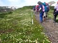 「夏山シーズンイン！」 北海道の山々にも高山植物の花々が咲き始める 【2024年 初夏】の画像002