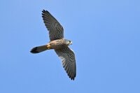 秋の空を舞う人里のハヤブサ！「チョウゲンボウ」の華麗な狩猟術！  猛禽類らしからぬ恥ずかしい一面もチラリと見えた