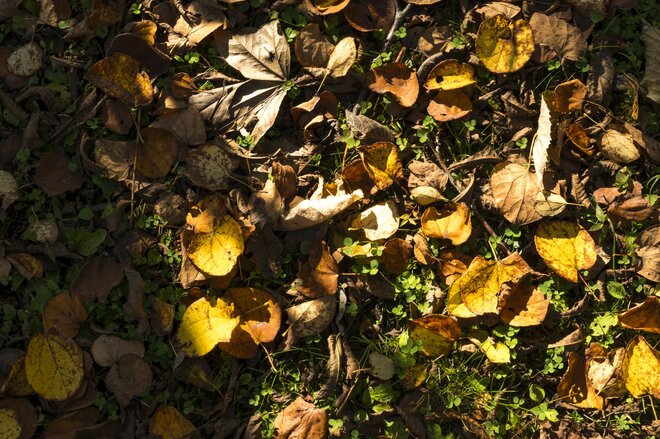 【紅葉＆登山】一面が黄色に染まるブナの原生林！ 紅葉真っ盛り！ 錦秋のトレイルを歩く中西山トレッキング 長野県長野市鬼無里・2023年の画像004