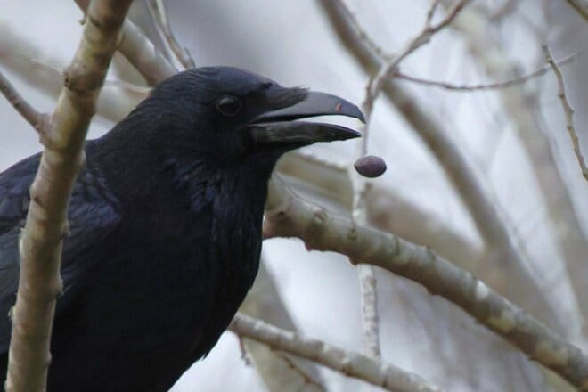 【バードウォッチング】ポイ捨てOK？  厳しい冬を乗り越える野鳥たちの食べ物をめぐる「残念過ぎる事情」とは   神奈川県｜2025年の画像008