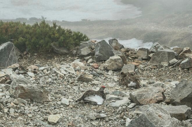 【登山】「雪渓にロープありません」人気ルートだけど要注意！  アイゼンとピッケルを用意して  北アルプス 白馬乗鞍岳／白馬岳 長野県｜2026年の画像004