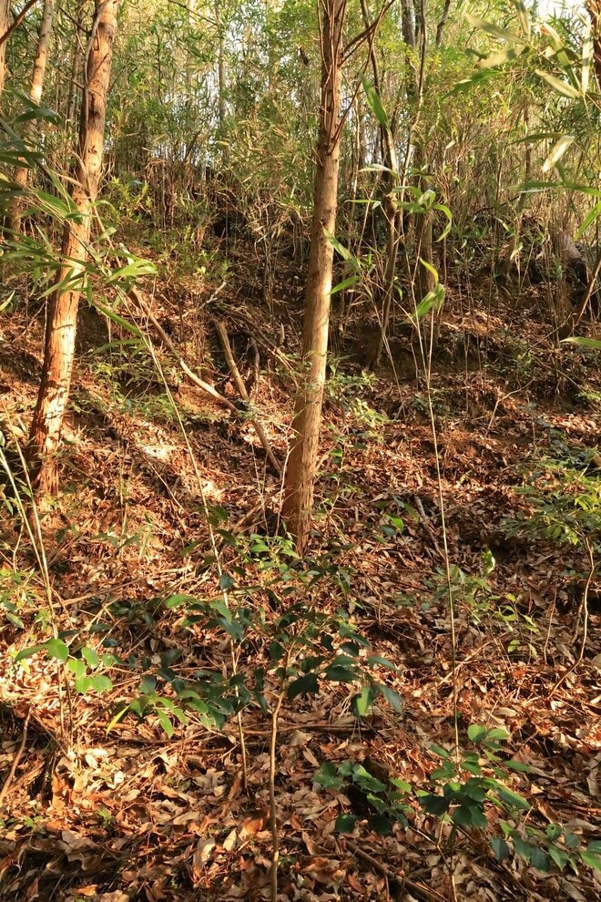 石の城と思いきや土の城だった！「安芸国・頭崎城〈後編〉」　最後に待ちうけていた驚異の “巨壁” に本気を見る（広島県東広島市）【戦国の山城を攻める vol.08】の画像011