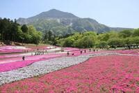 まるで「ピンクの花の海」！  絶景「芝桜の丘」咲き誇る40万株＆展望「見晴らしの丘」ほか「秩父・羊山公園」現地レポ