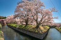 「函館だけじゃないの？」日本にはもう一つ “五稜郭” があった！「龍岡城五稜郭」は桜の名所！【長野県佐久市・2023年】