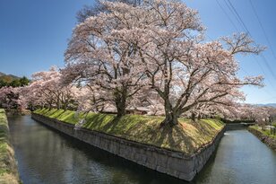 「函館だけじゃないの？」日本にはもう一つ “五稜郭” があった！「龍岡城五稜郭」は桜の名所！【長野県佐久市・2023年】