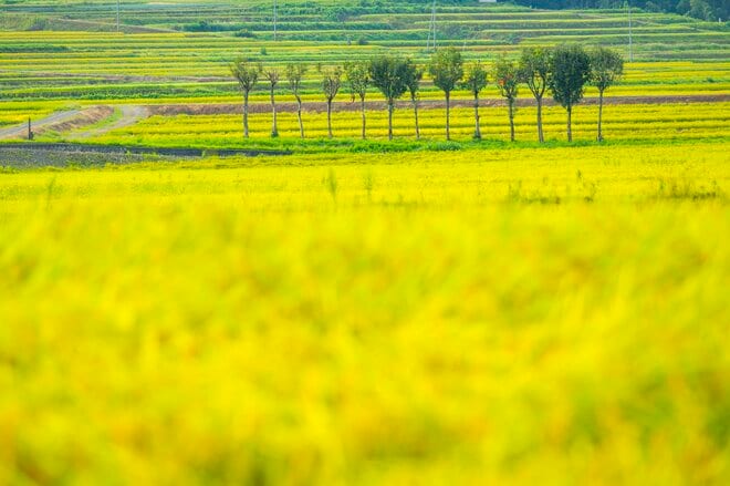 【絶景】“夏と秋の狭間、山里の美景”  田園パッチワークの眺めが見事！ 「山本山」 新潟県小千谷市｜2026年の画像006