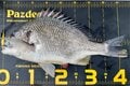 大流行中の手軽な釣り「チニング」！  攻略のための「効果的ルアー」と「ポイントの選び方」とは？の画像004