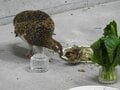 もっと知りたい「ライチョウ」のこと！  大町山岳博物館の元学芸員に聞いた「神の鳥」の “生態”と“人工飼育の今”【長野県大町市】2026年の画像008