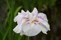 令和の梅雨に咲く江戸情緒 東京23区内で楽しむ「花菖蒲」鑑賞スポット「堀切菖蒲園」「水元公園」「しょうぶ沼公園」【東京都・葛飾区/足立区】の画像006