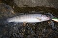 【2024年5月・渓流実釣レポ】南アルプス山中の沢にも「春の知らせ」の画像009