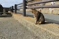 米CNN選出「世界6大猫スポット」のひとつ「相島」1周5.4㎞でも「ネコ密集＆過疎」エリアあり！「とことん戯れられる」3か所とは「現地レポ」の画像012