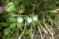 まさに高山植物の宝庫！  花の百名山「栗駒山」紅葉だけじゃない「初夏の魅力」フラワートレッキングの画像006