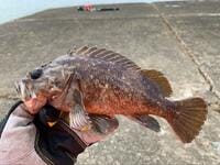 「カサゴとアイナメ」に激似の魚とは？  判別困難な「冬釣り」の風物詩「根魚」の奥深い世界とは？