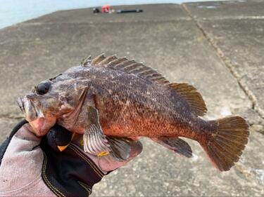 カサゴとアイナメ に激似の魚とは 判別困難な 冬釣り の風物詩 根魚 の奥深い世界とは 概要 アクティビティ ニュース Bravo Mountain