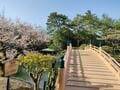 「桜と海」絶景の「瀬戸内コラボ」スポット多数！　香川県「お花見ハイキング」四国移住6年目ライター厳選「庭園・山頂・高台」3つの名所の画像001