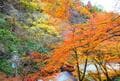 京都「紅葉の奥座敷・パワースポットめぐり」約2時間ハイキング！  源義経ゆかり「鞍馬寺」から、イベント盛りだくさん「貴船神社」錦秋レポの画像017