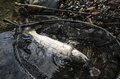 【渓流釣り】 今年も営業スタート！ 「初めてでも釣れた」強烈なファイトに大興奮の神流川、“冬季ハコスチ釣り場”  2024年秋・群馬県上野村の画像003