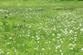 今が見頃！ ひっそりと咲く、夏の高原の風物詩「ワタスゲの花」＜栂池自然園＞の画像003