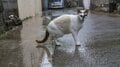 「小満芒種（スーマンボース）の猫島散歩」あちこちに聖地や御嶽が点在する特別な島の猫たちは、沖縄の神々と連絡を取り合っているのか……【琉球島猫百景 vol.15／沖縄県南城市知念】の画像004