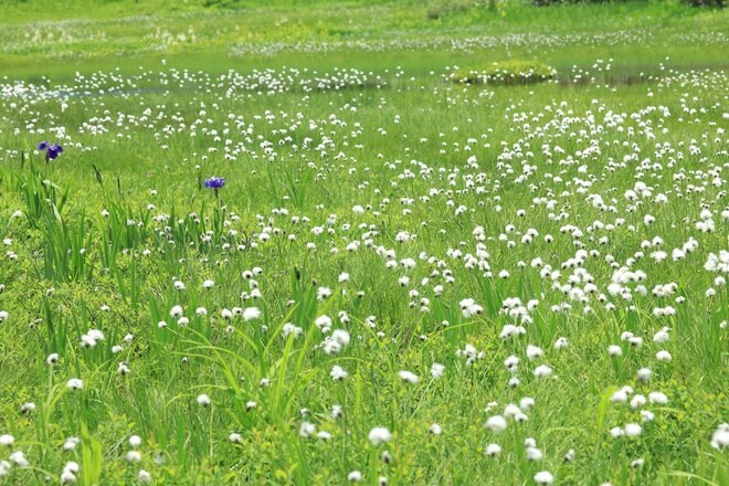 今が見頃！ ひっそりと咲く、夏の高原の風物詩「ワタスゲの花」＜栂池自然園＞の画像003