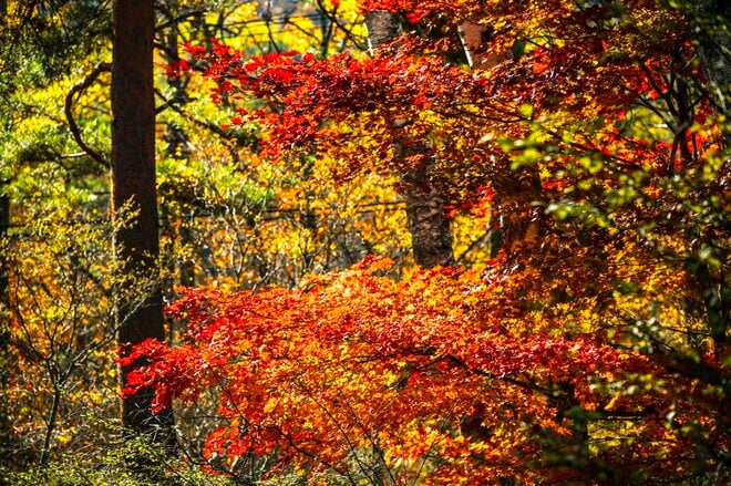 【長野県佐久穂町】八千穂レイクに映る紅葉と秋空のリフレクション！「没入感が半端ない、水辺の絶景」 2025年の画像001
