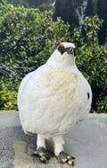 もっと知りたい「ライチョウ」のこと！  大町山岳博物館の元学芸員に聞いた「神の鳥」の “生態”と“人工飼育の今”【長野県大町市】2026年の画像004