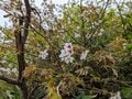 一回登ると忘れられない山「頂上絶景＆初夏の花々＆奇妙な岩」宮城県南蔵王「不忘山」登山レポの画像002