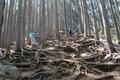 絶景の「陣馬山」登山口から1時間で登頂コース！ 「陣馬高原下バス停」スタート「和田バス停」下山「山頂茶屋でのんびり」自然林ハイキングの画像002