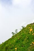 梅雨に逆戻り！？ 高山植物を愛でる山歩き！ ニッコウキスゲ咲き乱れる北アルプス・唐松岳〈長野県〉2022年の画像002