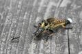 道端で獲物を狙うこの顔に注目！  “亀仙人似のイケオジ“ スズメバチも襲う「最強昆虫」の噂は都市伝説？  意外なほど弱者だった真実に迫る 【東京都 2025年】の画像006