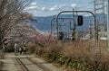 鉄道マニアじゃなくても楽しめる！ 「電車と桜の組み合わせに夢中」車窓から見える絶景スポットはお花見の名所だった！  2022年【山梨県・勝沼ぶどう郷駅】の画像005