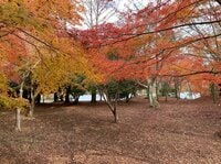 都心から行ける「ちょこっとアウトドア」絶景・伊豆高原「秋の紅葉＆夏の湖畔＆春の桜」穴場ハイキング・ウォーキング「4スポット」