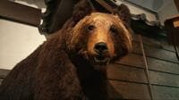 ポイントは「察知能力」！  実際の「ヒグマ被害事件」から考える登山時の「認識」と「対策」