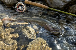 【渓流釣り】待望の解禁日 「異常な雪の少なさ！  いきなり尺一寸イワナが登場」 白馬・小谷｜2026年3月1日