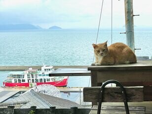 アート、ときどき島猫。男木島・女木島・豊島【「瀬戸内トリエンニャーレな旅（前編）」琉球島猫百景 vol.21〈特別編〉】
