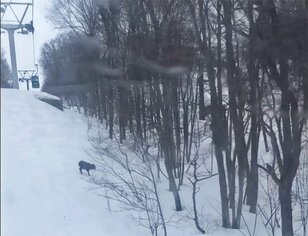 スキー場で見つける動物の足跡や食べ跡「雪上のフィールドサイン講座」【キジ博士のナチュラリスト入門 vol.10】