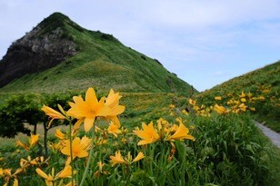 国内で見られるのは2か所だけ！  佐渡島「トビシマカンゾウ」大群落＆「世界遺産」目指す名所とは？  1泊2日「大野亀ツーリング」レポ