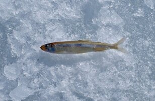 【まさに「薄氷を踏む」解禁！】群馬県・赤城大沼「氷上ワカサギ釣り」がついにシーズンイン