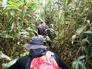 【苗場プリンスホテル】初夏の苗場で山からの贅沢な贈り物「根曲がり竹」を採ってきた！  竹藪の中を分け入る「非日常体験」レポ（新潟県湯沢町）
