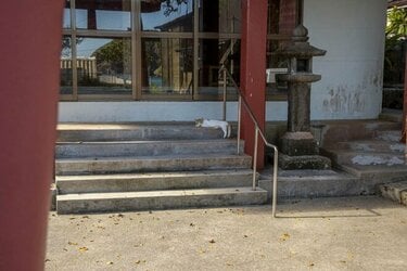 慶良間諸島で沖縄在住写真家が遭遇したネコとシカの珍行動とは？【琉球