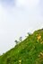 梅雨に逆戻り！？ 高山植物を愛でる山歩き！ ニッコウキスゲ咲き乱れる北アルプス・唐松岳〈長野県〉2022年の画像002